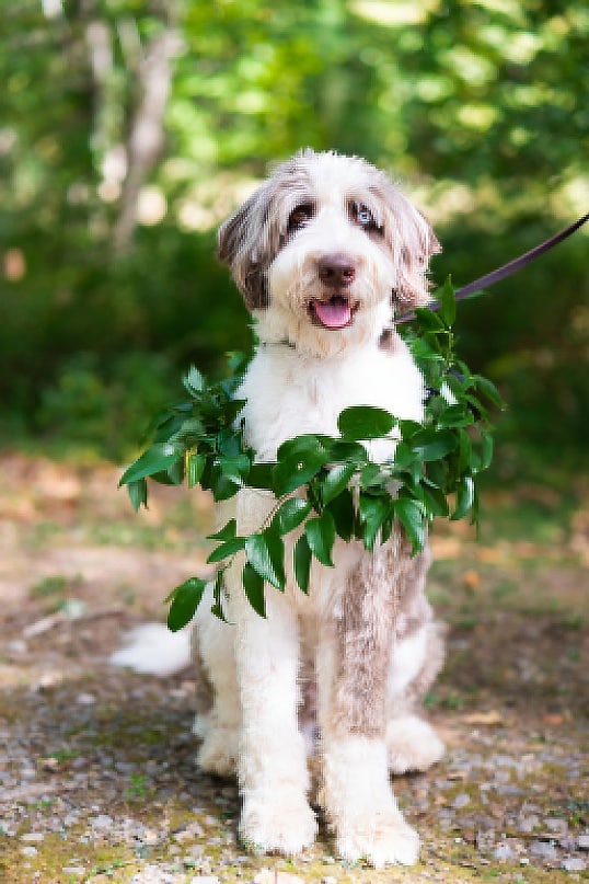 Dog Wearing A Wreath At A Wedding